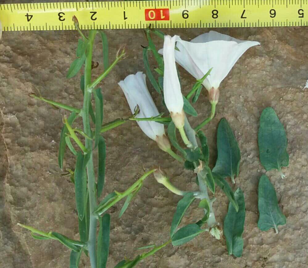 پیچک پیکانی - معرفی و خواص گیاهان دارویی